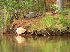 Tortues aquatiques à Mlilwane