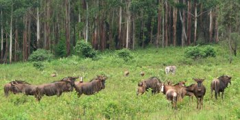 Gnous, zèbres et blesboks (Damaliscus pygargus) à Mlilwane
