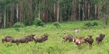 Gnous, zèbres et blesboks (Damaliscus pygargus) à Mlilwane