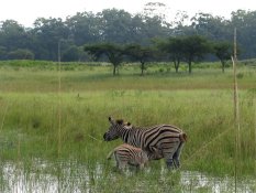 Femelle zèbre avec son petit à Mlilwane