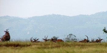 Antilopes rouannes (Hippotragus equinus) vues de loin à Mlilwane