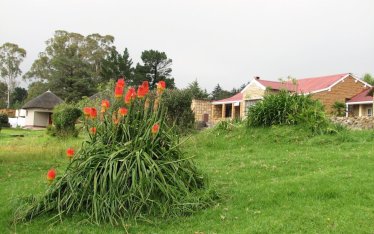 Kniphofia, un genre de plantes africaines devant mon hôtel.