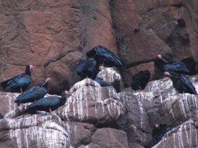Les ibis du cap (Geronticus calvus) passent la nuit dans ces falaises près du Lodge. Je crois qu'ils y nichent aussi.