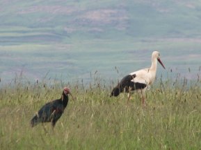 Il y a aussi quelques cigognes et d'autres oiseaux.