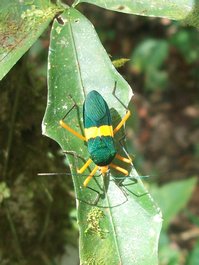 Insecte non identifié à Pipeline Road (Panama)