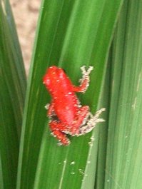 La petite grenouille rouge (Ranita Roja) qui donne son nom à la plage