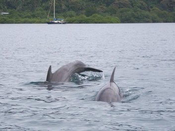 Dauphins dans l'Archipel