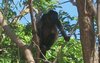 Singe hurleur femelle (Ometepe, Nicaragua)