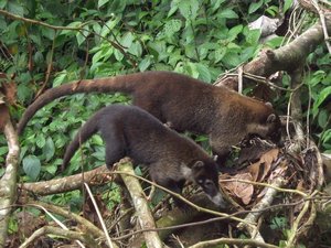 Coatis. Ici ils sont familiers des touristes.