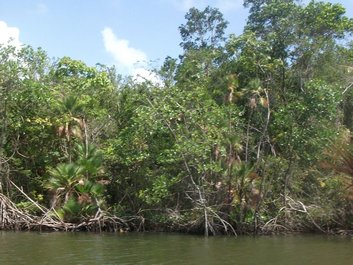 On rejoint Laguna de Perlas (Blue Lagoon) à travers la mangrove