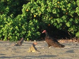 Iguanes verts et urubu à tête rouge sur la plage de Malena