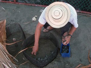 Collecte des tortues après éclosion en milieu protégé