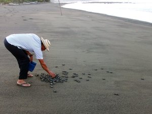 Lâcher des jeunes tortues à l'aube