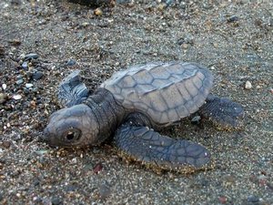 Jeune tortue imbriquée