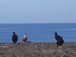 Urubu noir, caracara et urubu à tête rouge