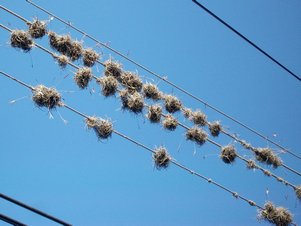 Des broméliacées poussent sur les fils électriques. Des broméliacées poussent sur les fils électriques.