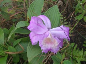 Sur Concepción la flore est très riche. On y trouve des pelouses alpines, des broméliacées et ces orchidées du genre Sobralia.