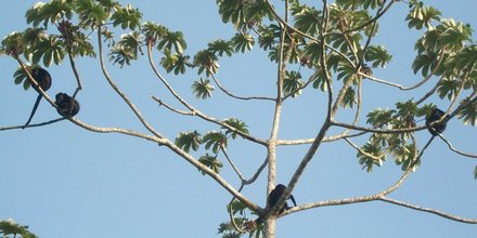 Singes hurleurs (Alouatta palliata)