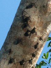 Chauves-souris nectarivores pendant le jour Chauves-souris nectarivores pendant le jour
