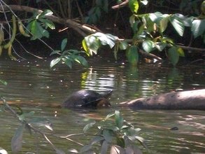 Tortue d'eau douce dans le Río de Santa Cruz Tortue d'eau douce dans le Río de Santa Cruz
