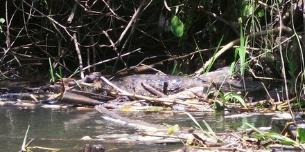 Caïman (Caiman crocodilus) dans le Río San Juan Caïman (Caiman crocodilus) dans le Río San Juan