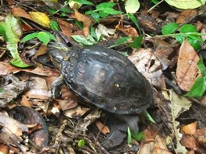 Tortue semi-aquatique