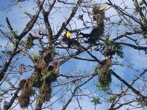 Cassiques de Montezuma (Psarocolius montezuma) et leurs nids