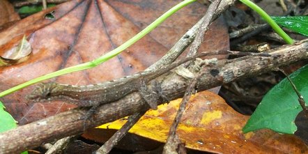 lézard, genre anolis