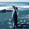 Macquarie Island Macquarie Island