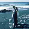 Macquarie Island