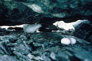 Pétrel des neige (Pagodroma nivea) avec ses oeufs sous un rocher. Les Pétrels des neiges sont les oiseaux qui nichent le plus au Sud. Casey 1982-1983