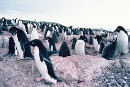 Colonie de Manchots Adelie après l'éclosion des poussins. Les Skuas (dans le ciel) sont toujours une menace. Casey 1982-1983