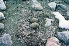 Nid de Skua Antarctique (Stercorarius antarcticus). Les deux parents s'occupent des oeufs et des jeunes Casey 1982-1983