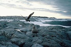 Skuas Antarctiques (Stercorarius antarcticus). Ces oiseaux prédateurs et charognards nichent près des colonies de Manchots. Casey 1982-1983