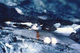 Oeufs de Pétrel des Neiges détruits par une tempête. La femelle a pondu un autre oeuf. Ces oiseaux crachent le contenu de leur jabot lorsqu'ils sont dérangés Casey 1982-1983