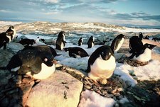 Colonie de Manchots Adélie. Ces oiseaux se reproduisent en Antarctique pendant l'été Casey 1982-1983