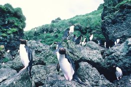 Gorfous sauteurs (Eudyptes chrysocome) Macquarie Island
