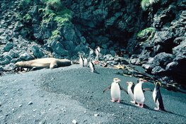 Gorfous de Schlegel (Eudyptes schlegeli) et jeune éléphant de mer Macquarie Island