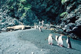 Macquarie Island