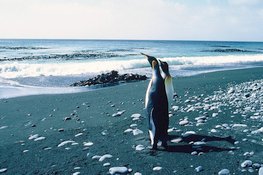 Manchot royaux (Aptenodytes patagonicus) sur la plage Macquarie Island