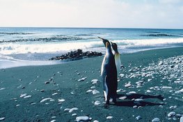 Macquarie Island