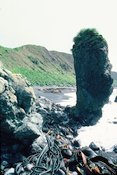 Rochers et algues sur la côte Est. Macquarie Island