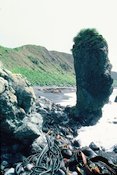 Macquarie Island