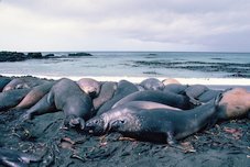 Groupe d'éléphants de mer (Mirounga leonina) Macquarie Island