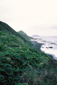 Crucifères sur la Côte Est Macquarie Island
