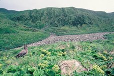 Skua et colonie de Gorfous de Schelegel. Macquarie Island