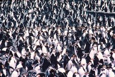 Dans la colonie de Gorfous de Schelegel. Macquarie Island