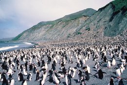 Gorfous de Schlegel sur la plage et sur les pentes. Macquarie Island