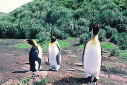Manchot royaux (Aptenodytes patagonicus dans leur habitat Macquarie Island