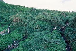 Manchots papous (Pygoscelis papua). Il sont plus farouches que d'autres espèces. Macquarie Island